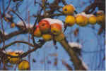 Appelsnee 13-98-11a.jpg (18297 Byte)