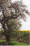 Appelboom an Langenhals 20-00-07.jpg (43288 Byte)