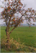 Appelboom bi de Moehl 2-90-19.jpg (173987 Byte)